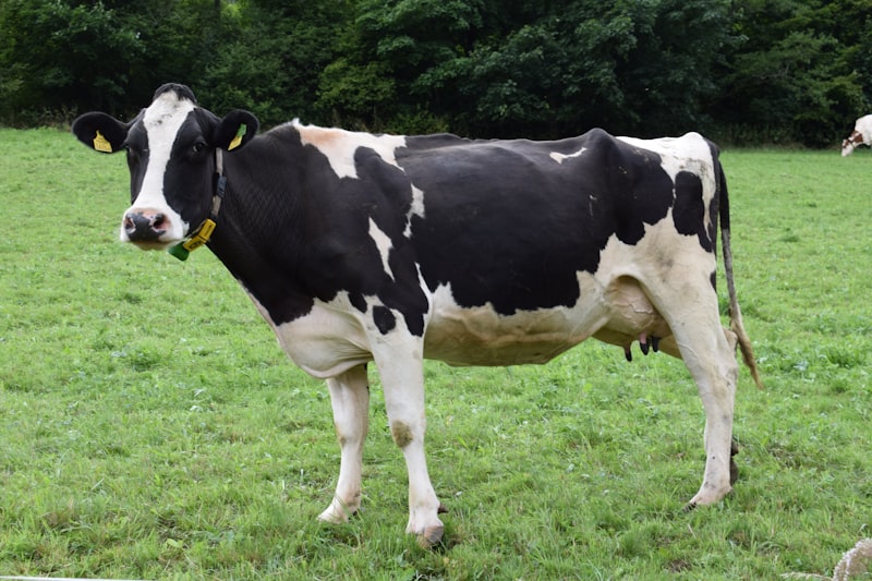 AI Livestock & Yield